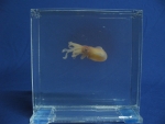 Foto Galerie/Cephalopoda/Sepiola atlantica_01_SS.jpg